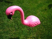 Pink_Flamingo